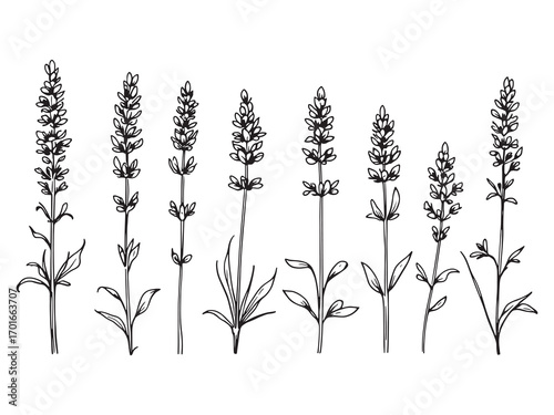 Lavender Flower Brings Calm Peaceful Beauty