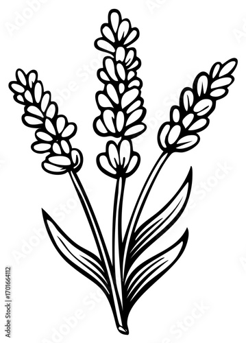 Elegant lavender flower illustration showcasing fragrant blossoms and slender leaves in a minimalist monochrome line art style