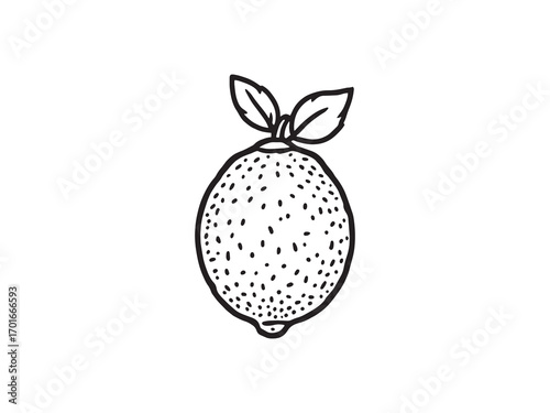 Lemon Leaf Healthy Natural Culinary Herb