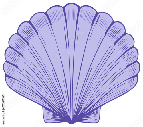 Purple scallop seashell illustration with vintage engraving style line art