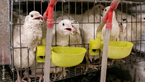 Tableau sur toile Caged quails chirp eagerly amid lemon-hued drinkers, evoking World Egg Day's cul