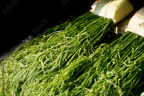 Photos Acacia pennata