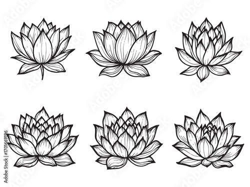 Lotus Brings Serenity And Natural Beauty