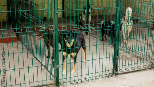 Eager canines front and center bask in the anticipation of adoption day, reflecting World Animal Days compassionate energy
