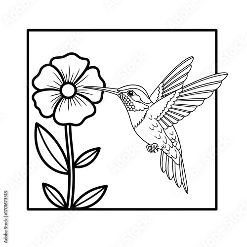 Hummingbird drinking nectar from flower in square frame black and white.