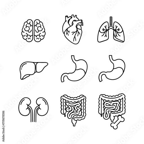A minimalist line art vector icon set of human internal organs. Perfect for healthcare, anatomy, and science education projects