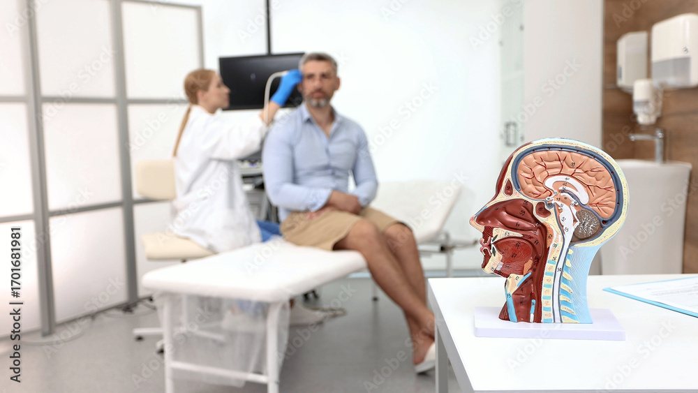 Fototapeta premium Anatomical model of human head with vascular structures and nerves in foreground of process of ultrasound examination of a man's brain by a specialist