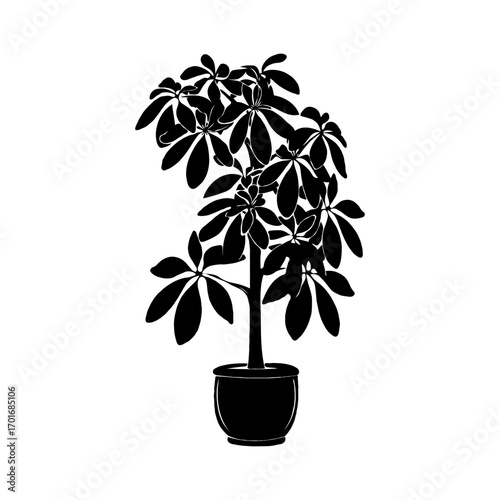Silhouette of potted indoor plant Schefflera arboricola with broad leaves on white background.