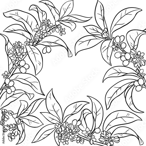 Osmanthus Branch with Flowers, Berries and Leaves Outline Frame. Vector isolated for design or decoration.