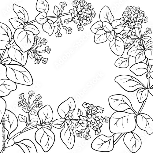 Oregano Branch with Flowers and Leaves Outline Frame. Organic natural nutritional healthy food ingredient, vegetarian diet product. Vector isolated for design or decoration.
