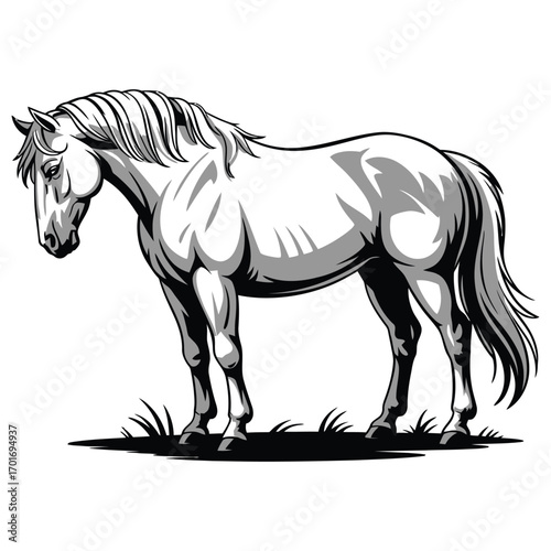 horse vector illustration