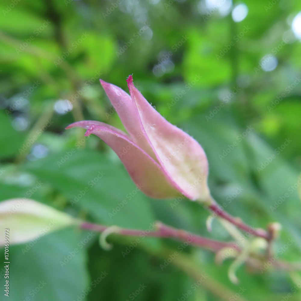 Fototapeta premium 日本で夏にクサギが白い花を咲かせています