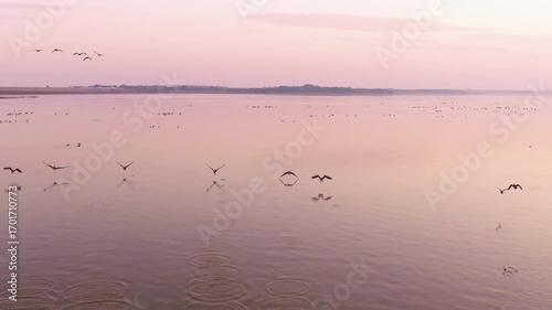 Migratory bird scene in Poyang Lake, Jiangxi Province