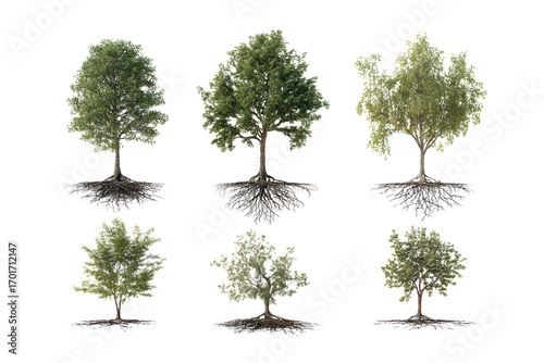 Six different trees with their roots visible. The trees vary in size and shape, with some being taller and others shorter. The roots of the trees are spread out in different directions