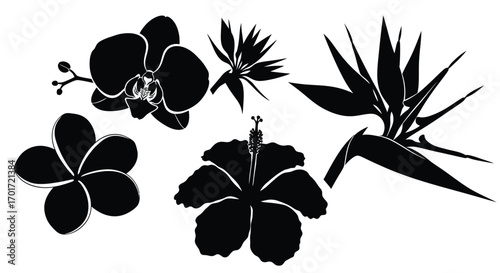 Tropical flower silhouettes collection exotic orchid bird of paradise hibiscus and plumeria blooms vector
