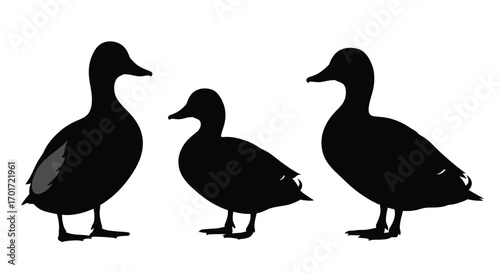 Three silhouette ducks standing together wildlife nature animal silhouette artfowl vector