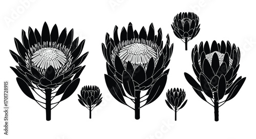 Striking black silhouette protea flowers and buds arrangement for elegant designs vector
