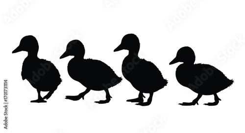 Four cute ducklings walking in a line silhouettes against a white backdrop vector