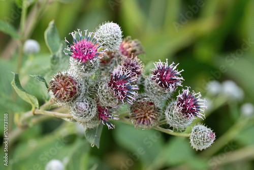 Blossoms of the downy flower (Arctium tomentosum).