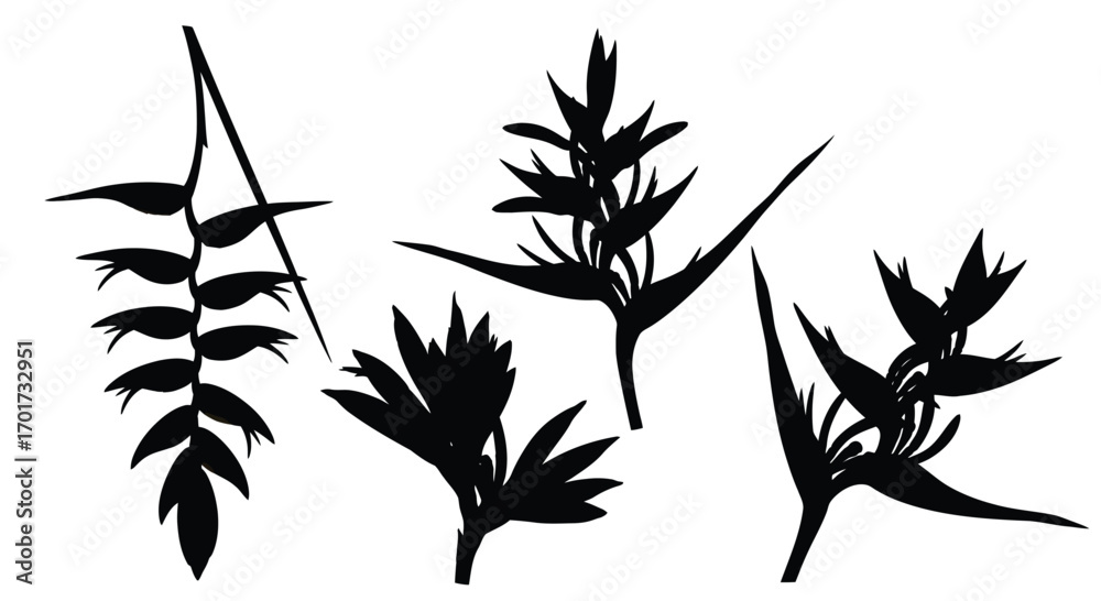 Obraz premium Silhouettes of tropical heliconia flowers and foliage for floral design elements vector