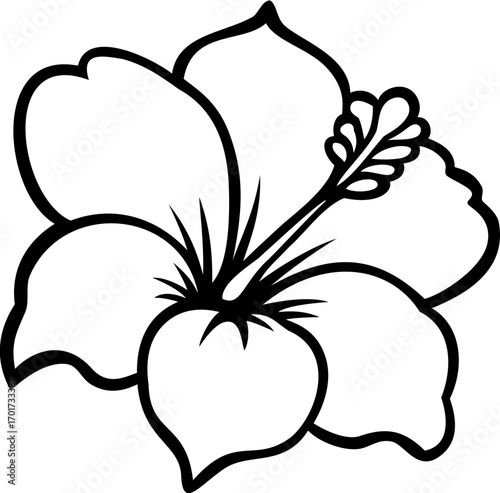 black and white hibiscus flower