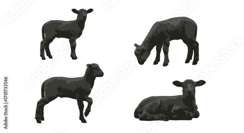 Four black sheep posed in different positions on a clean white backdrop vector