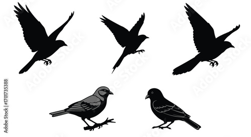 Diverse silhouettes of birds in various flying and perching poses for creative design vector