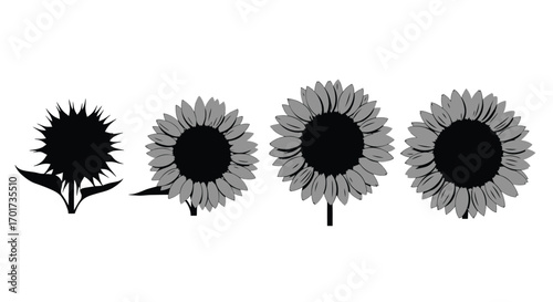 Four sunflowers in stages of blooming from bud to full bloom representing growth and nature vector