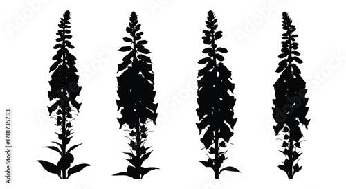Four silhouettes of foxglove flowers isolated on white for decorative and botanical design vector