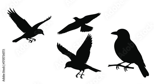 Silhouette collection of birds in flight and perched majestic wildlife avian icons vector