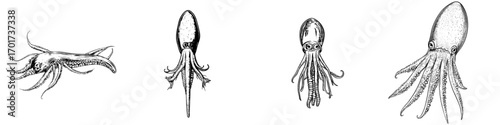 Modern armhook squid and other Decapodiformes are depicted in a sketch of isolated modern cephalopods as marine animals with tentacles