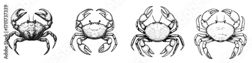 Modern marine underwater animal, the grey swimming crab is a decapod crustacean of Brachyura, shown in an isolated sketch