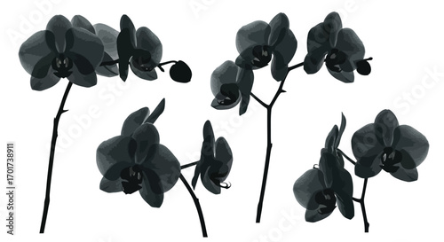 Elegant dark orchid stems isolated on for artistic floral design vector
