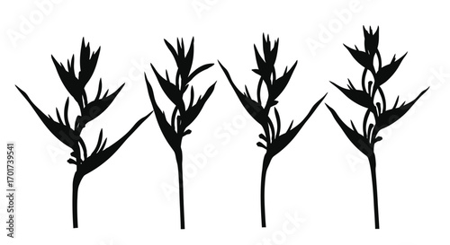 Four stylized black tropical plant stems with multiple buds on a white backdrop vector