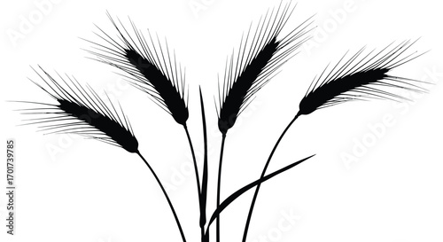 Silhouette of five black wheat stalks with fine whiskers on vector