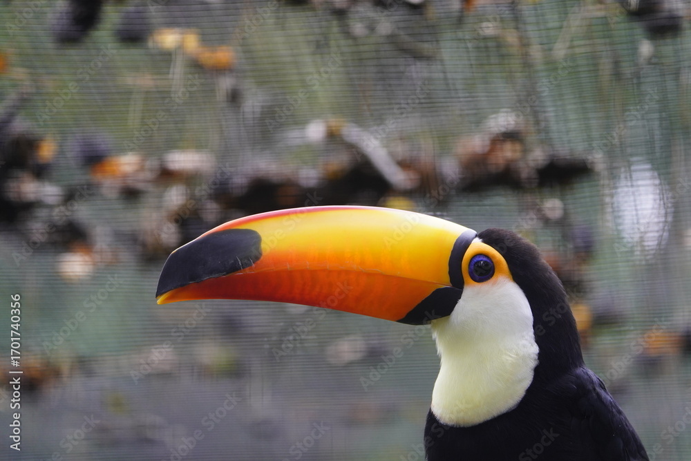 Obraz premium The toco toucan (Ramphastos toco), also known as the common toucan or giant toucan, is the largest and probably the best known species in the toucan family.