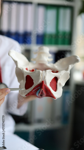 Doctor holding a detailed anatomical model of the human pelvis, showing pelvic floor muscles and organs, used for medical education and gynecology study.