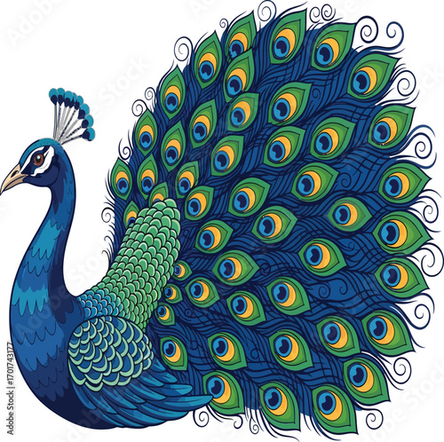 vector, illustration, peacock with beautiful, lovely feather colors, poster, transparent background, nature