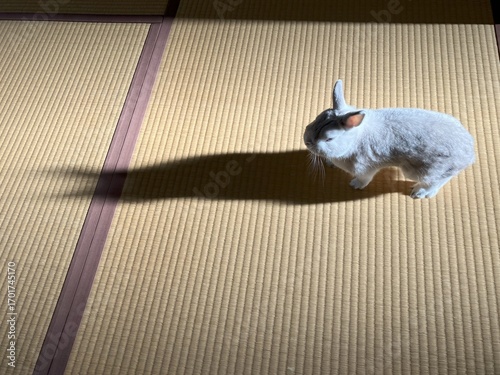 うさぎが部屋に入って来た