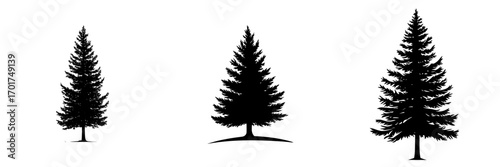 A tall cedar tree's striking silhouette, characterized by its upward-reaching branches, conveys a sense of strength and enduring beauty, making it suitable for various minimalist designs