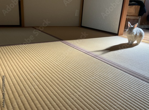 朝日を背に浴びるうさぎ