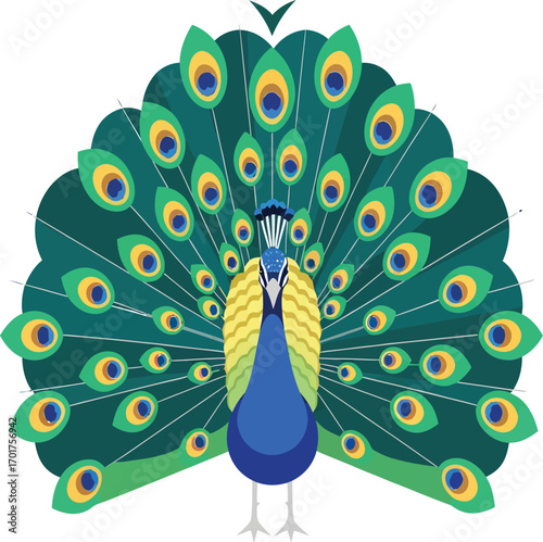 vector, illustration, peacock with beautiful, lovely feather colors, poster, transparent background, nature