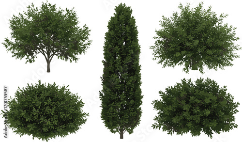 Tree, conifer tree, broad canopy tree, foliage design, nature element, landscape vegetation, park greenery, arbor graphic, outdoor plant, cad drawing flat vector illustration