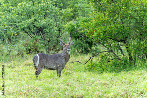 Cuadro en lienzo Waterbuck (Kobus ellipsiprymnus) male hanging around in the Kruger National Park