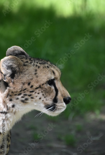 Wild Cheetah with Sharp Markings Side Profile