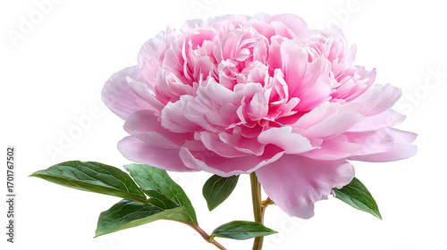 Pink Peony Flower with Dew Drops on Petals and Leaves