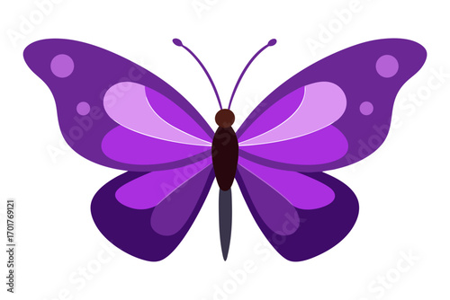 butterfly vector illustration