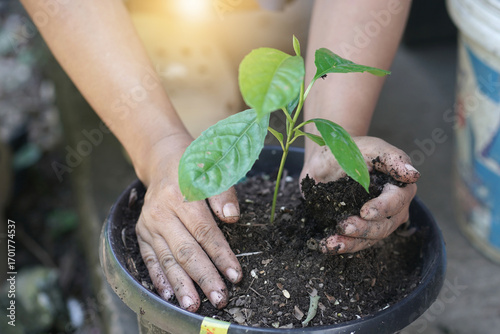 Planting a tree, Two hands of young women were planting the seedlings and tree growing into soil while working in the garden as save the world, earth day, nature, environment and ecology concept.
