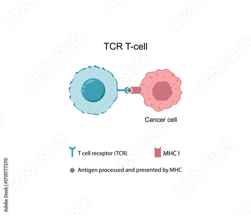 T-cell therapy, T cell receptor (TCR), for use in immunotherapy. Cancer treatment. Vector illustration.