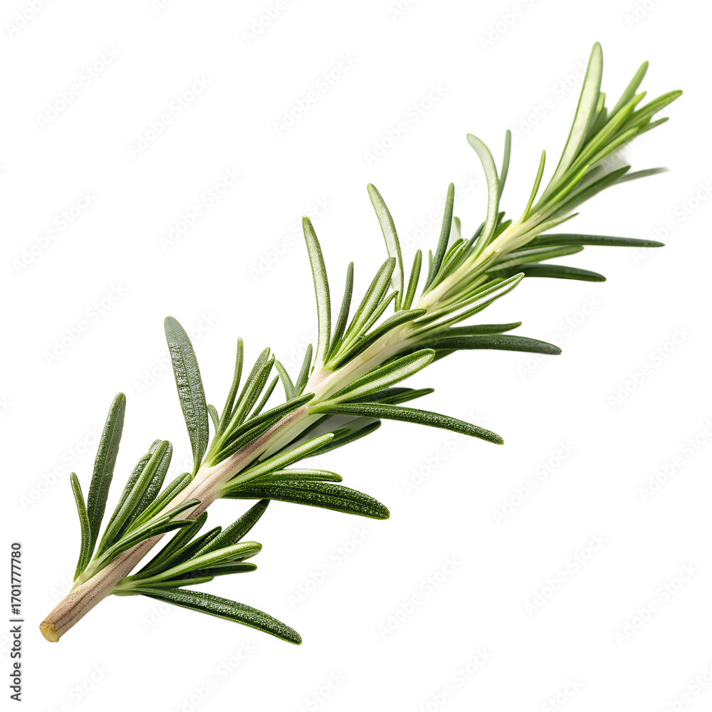 Fototapeta premium Fresh rosemary herb sprig isolated on black background culinary aromatic ingredient for cooking and seasoning